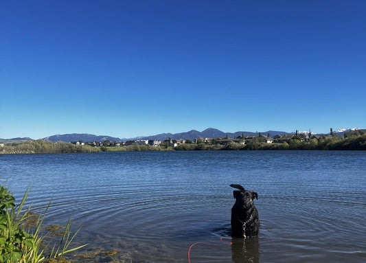 Keeping Your Pup Cool - The Safe Ways